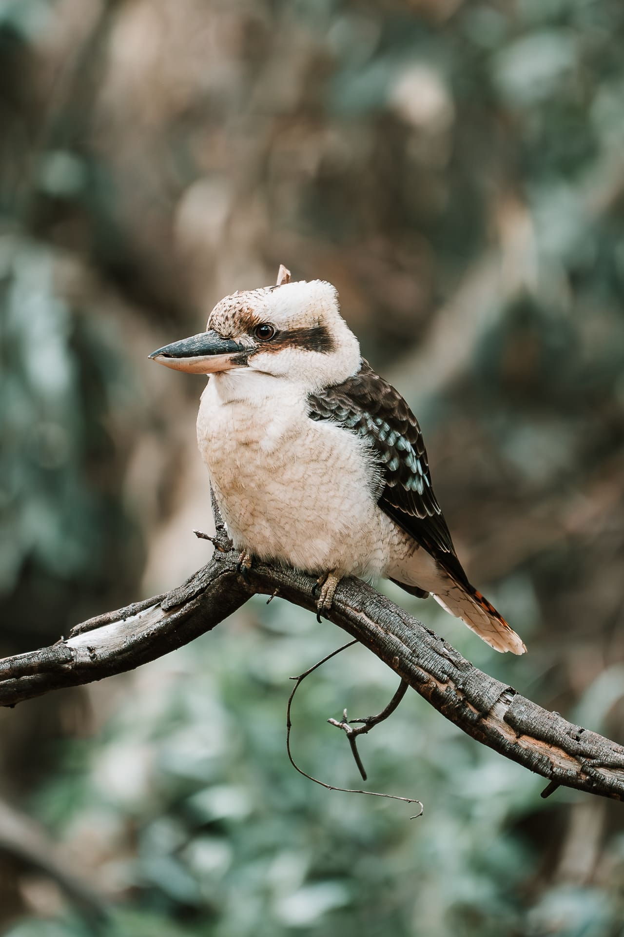 017_SONYAUSTRALIA_240419_A7_6001-Enhanced-NR