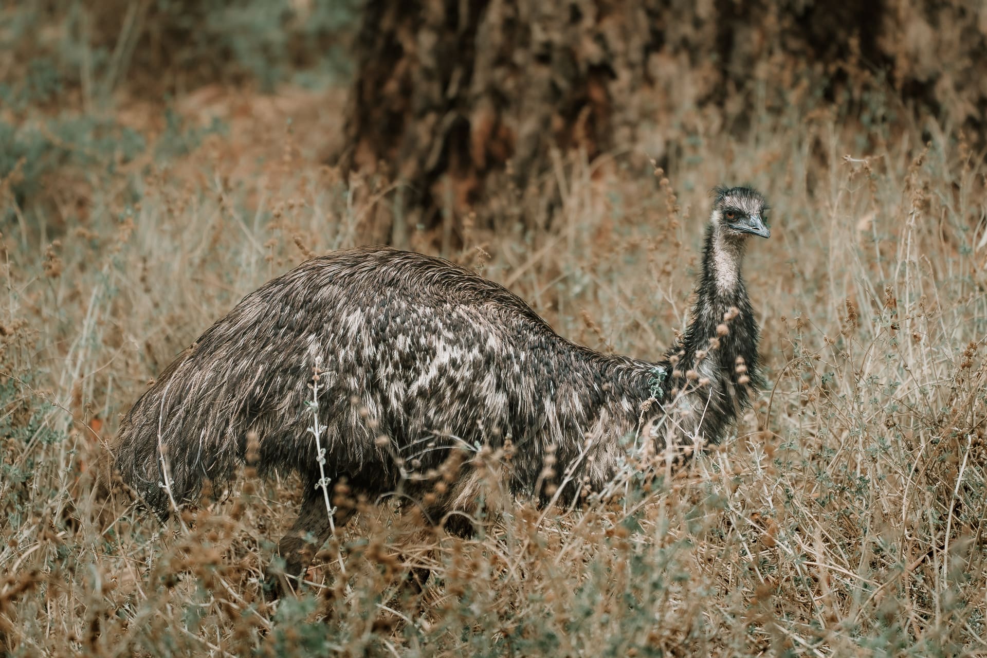 022_SONYAUSTRALIA_240419_A7_6033